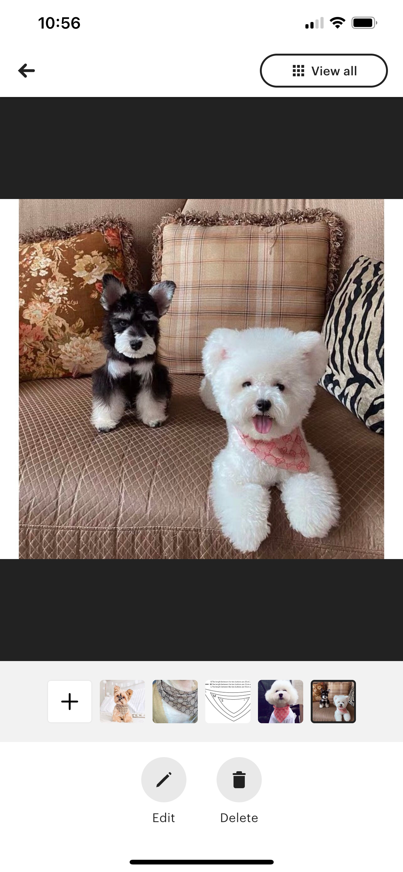 Designer Bandanas