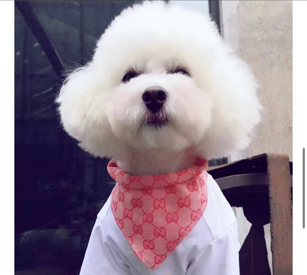 Designer Bandanas