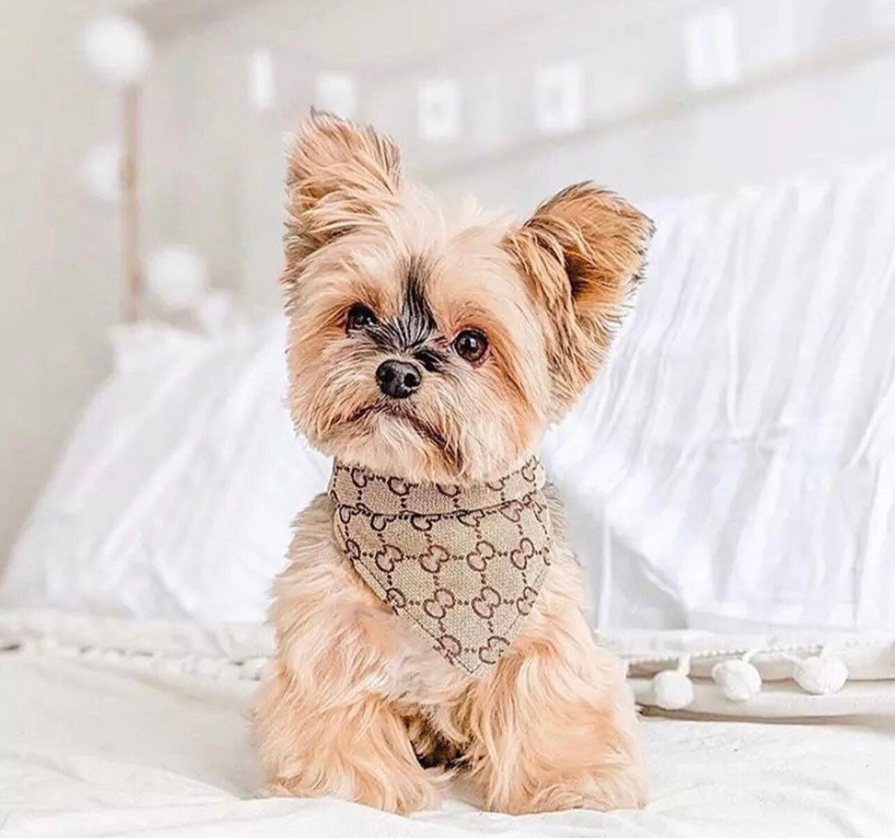 Designer Bandanas